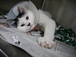 Auri arrived with a golf-ball-sized wound on her back. She required cleaning, medication, and monitoring while she recovered.