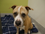 Roman needed emergency surgery for an intestinal obstruction, plus plenty of aftercare. 