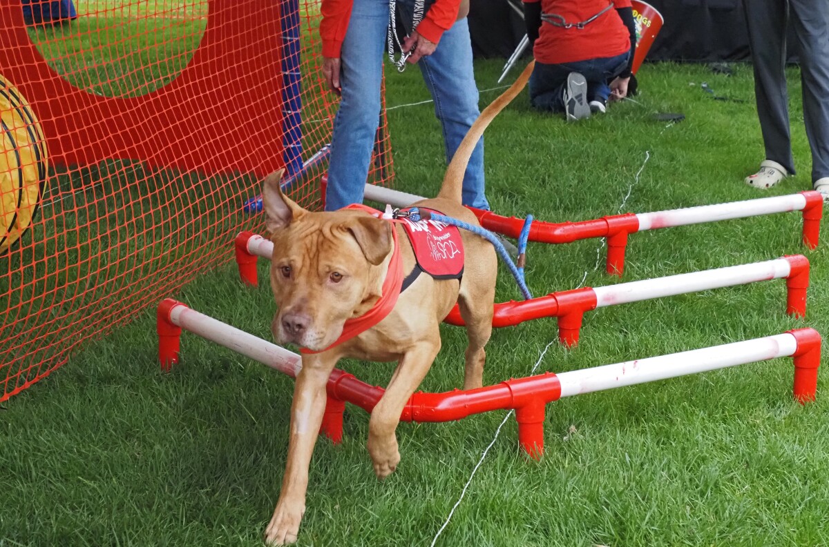 I'll Show You How's It Done!