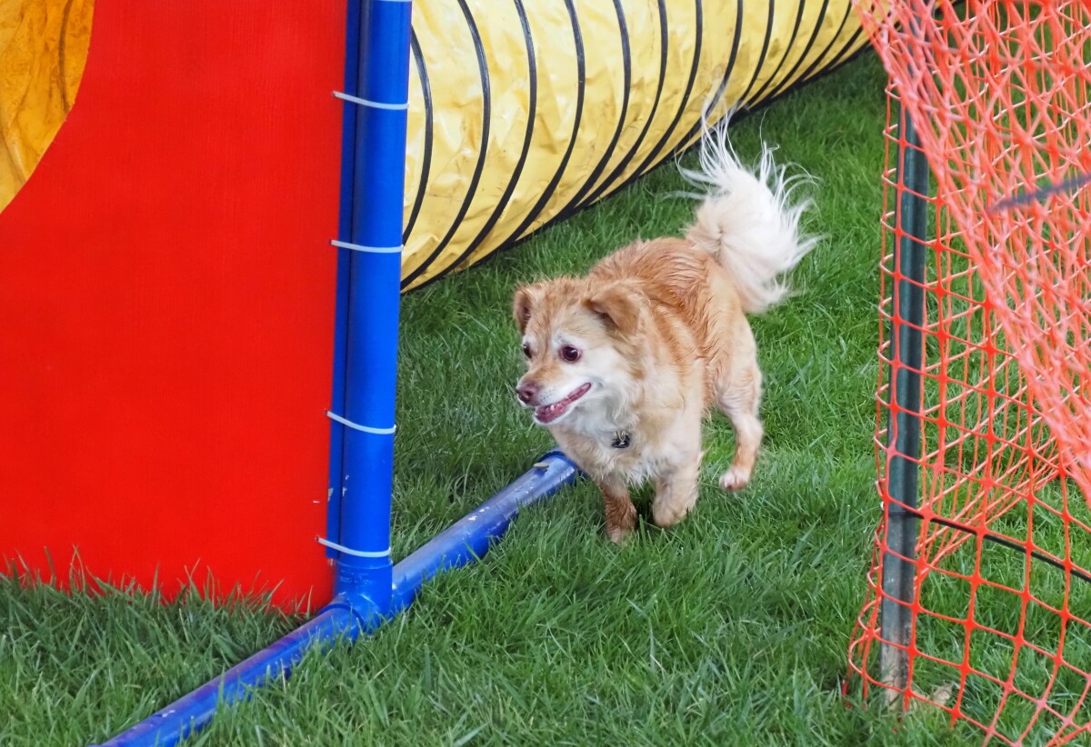 Lure Course for Pets