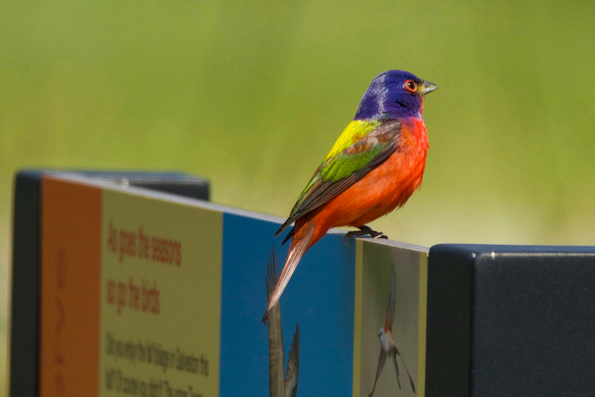 Painted Bunting
