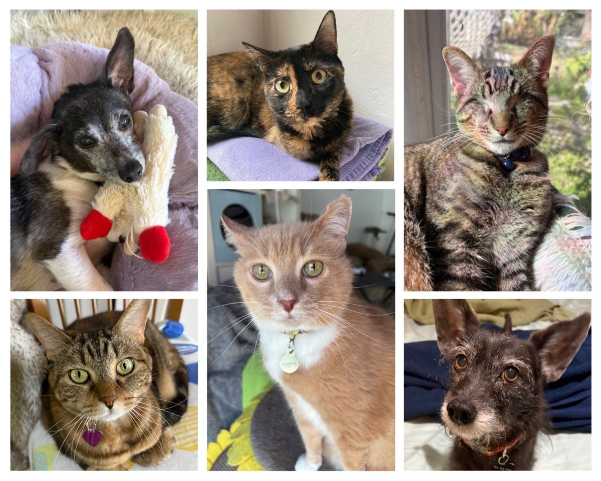 Gertie, Tiny, Eevee, Hazel, Link, and Zion