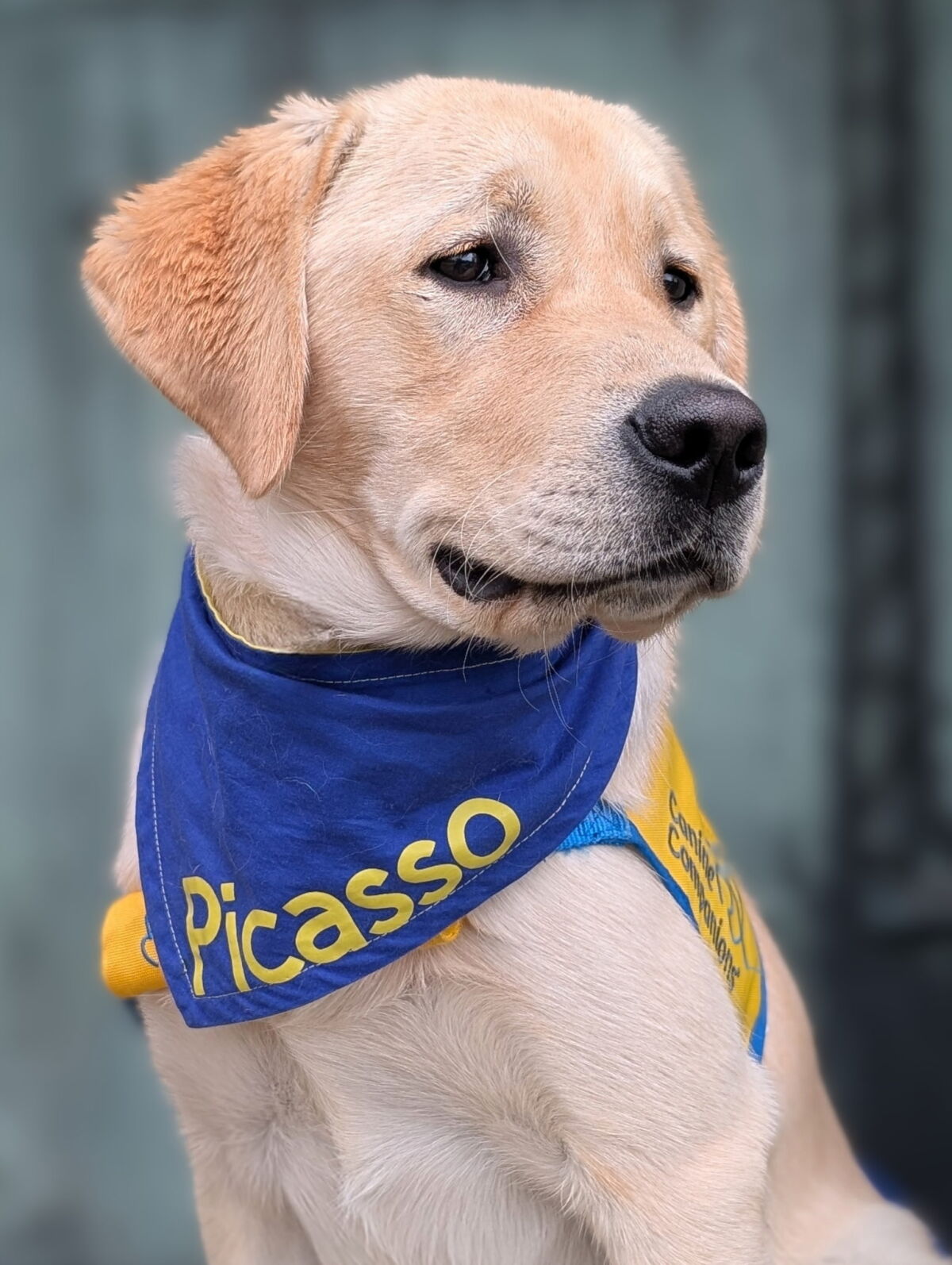 Thank you for your sponsorship, Future Service Dog, Picasso IV