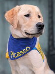 Thank you for your sponsorship, Future Service Dog, Picasso IV