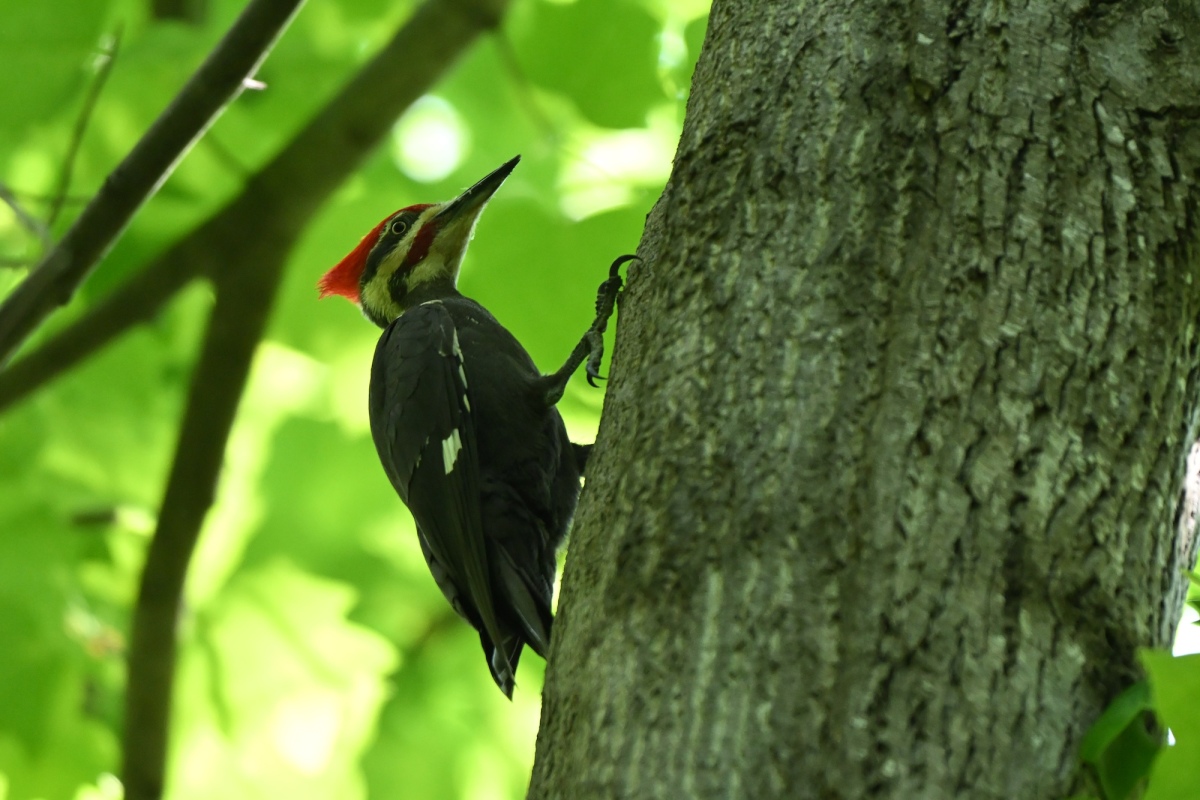 Pileated Woodpecker