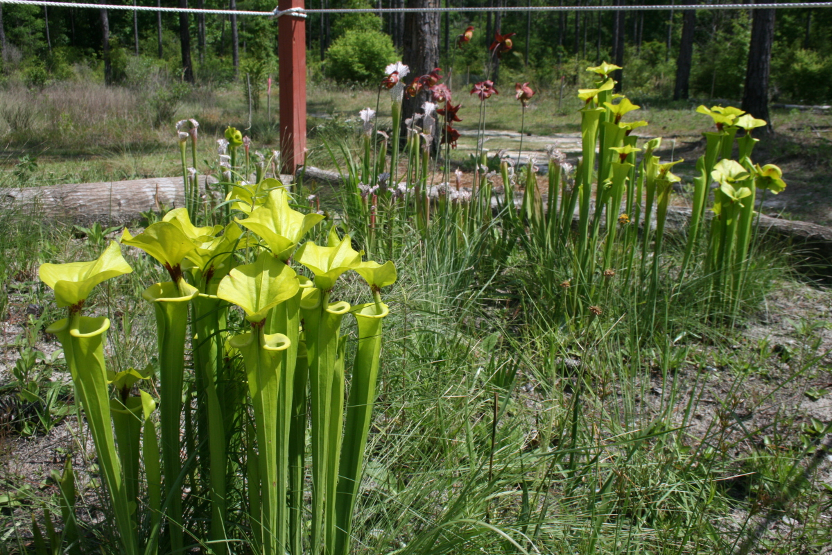 Pitcher Plant