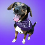 Poppy: the original Philanthropup