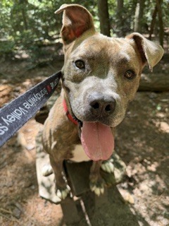 Rufus