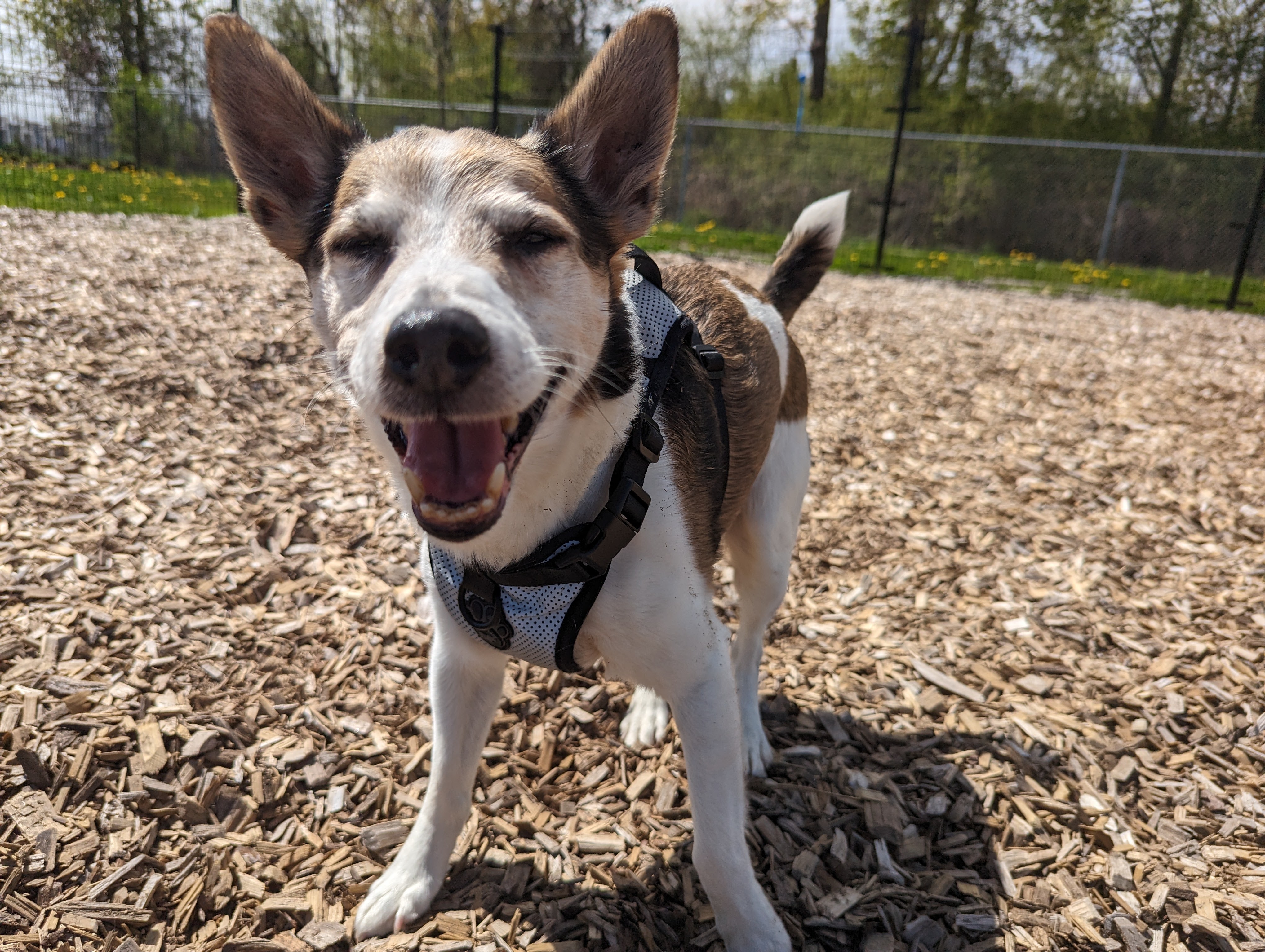 Fetching good times at GHS