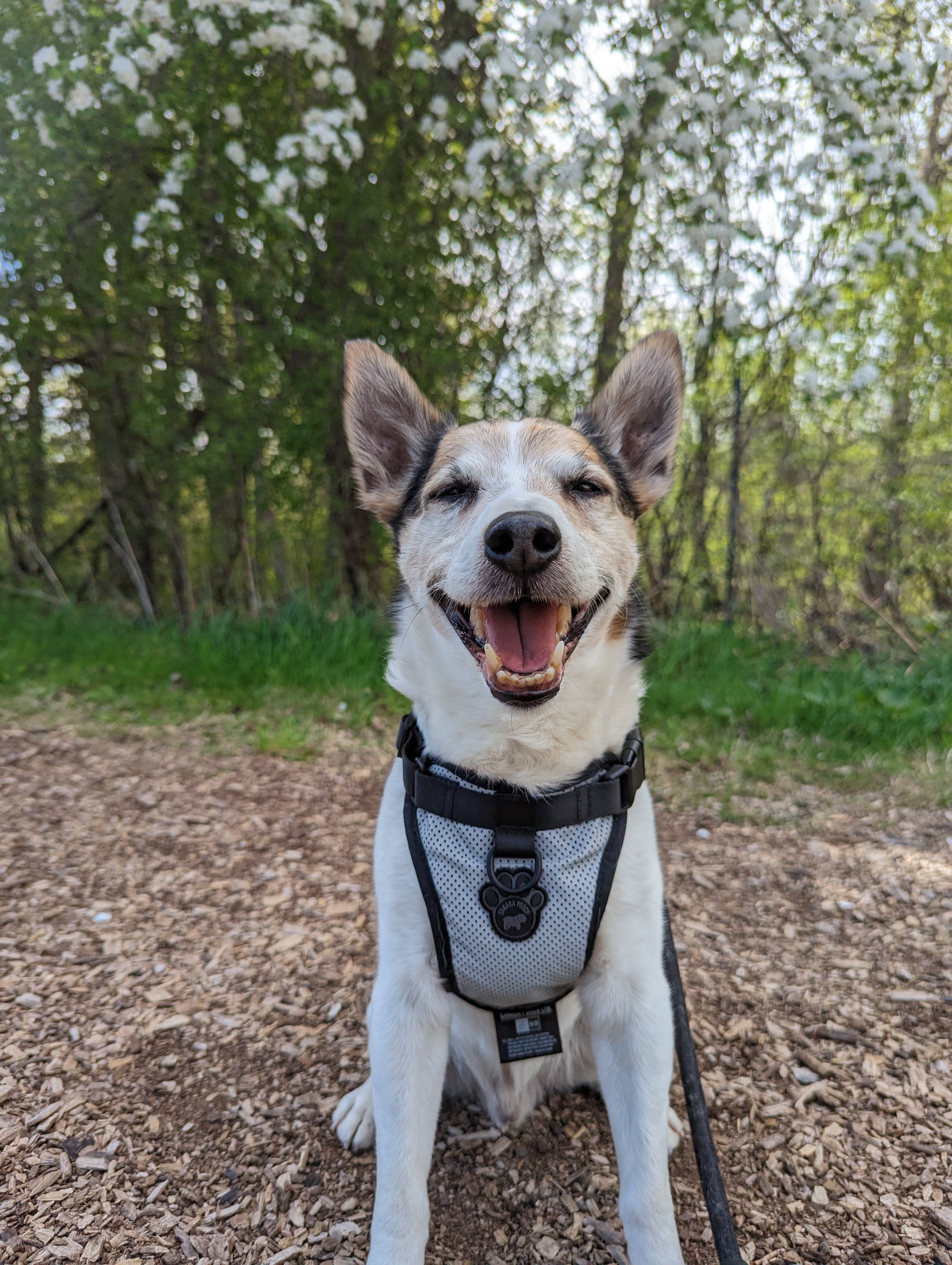 Getting ready for my walkies