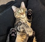 My previous foster Avignon