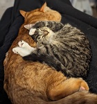 My previous foster O'Brien cuddling with my personal cat Bobby