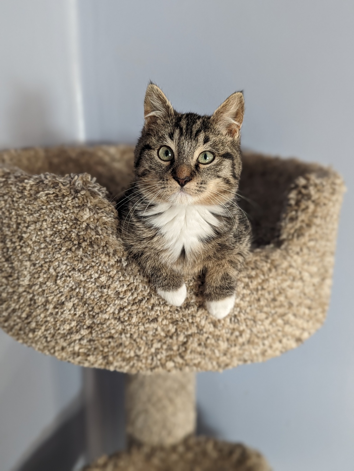 My previous foster O'Brien