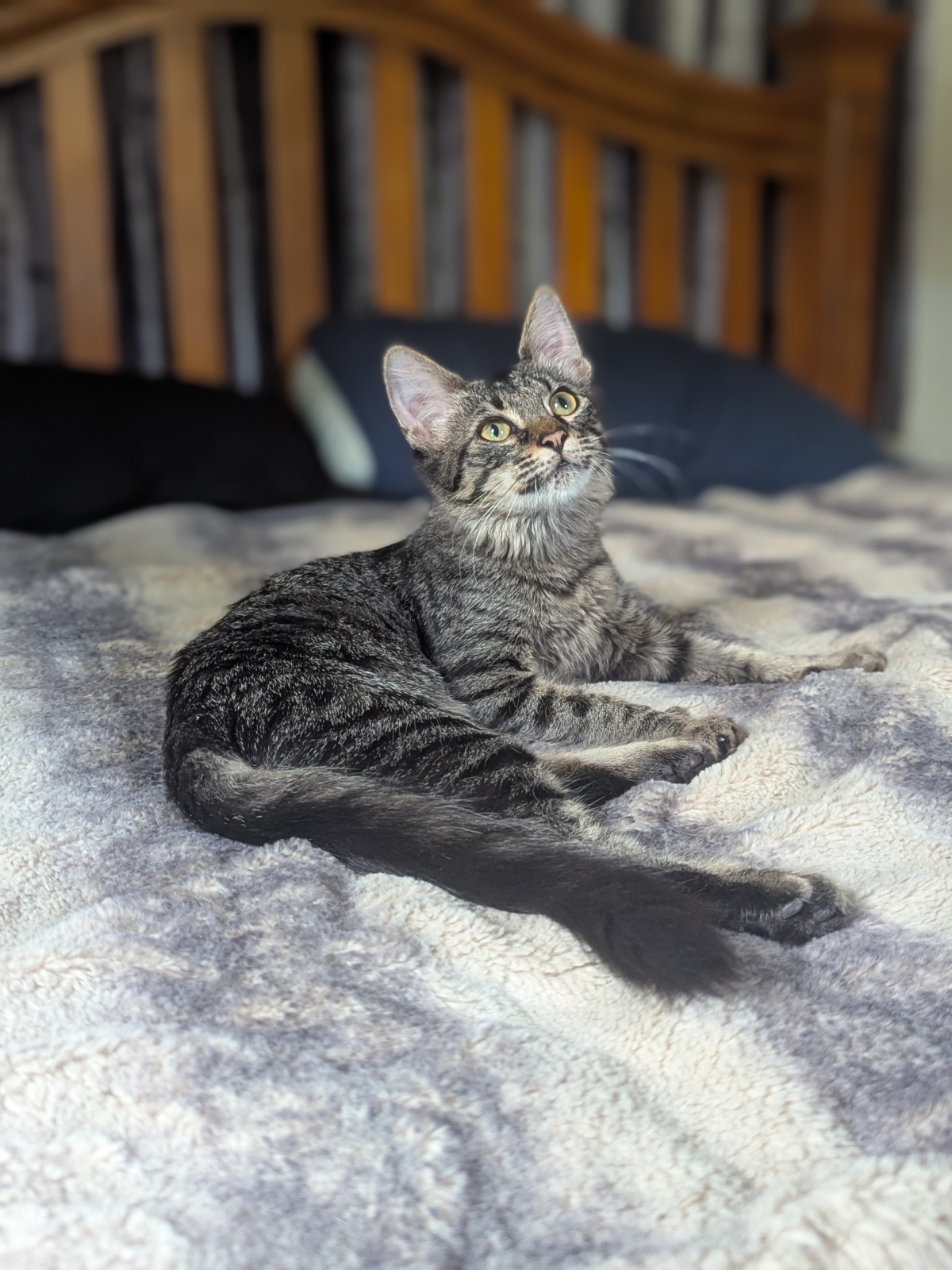 My previous foster Dellawisp