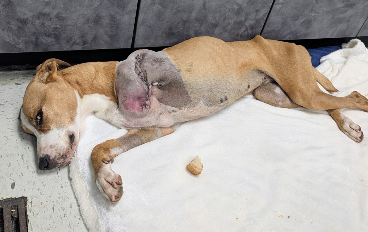 Bananimal shouldn't have lived through this. But she did.