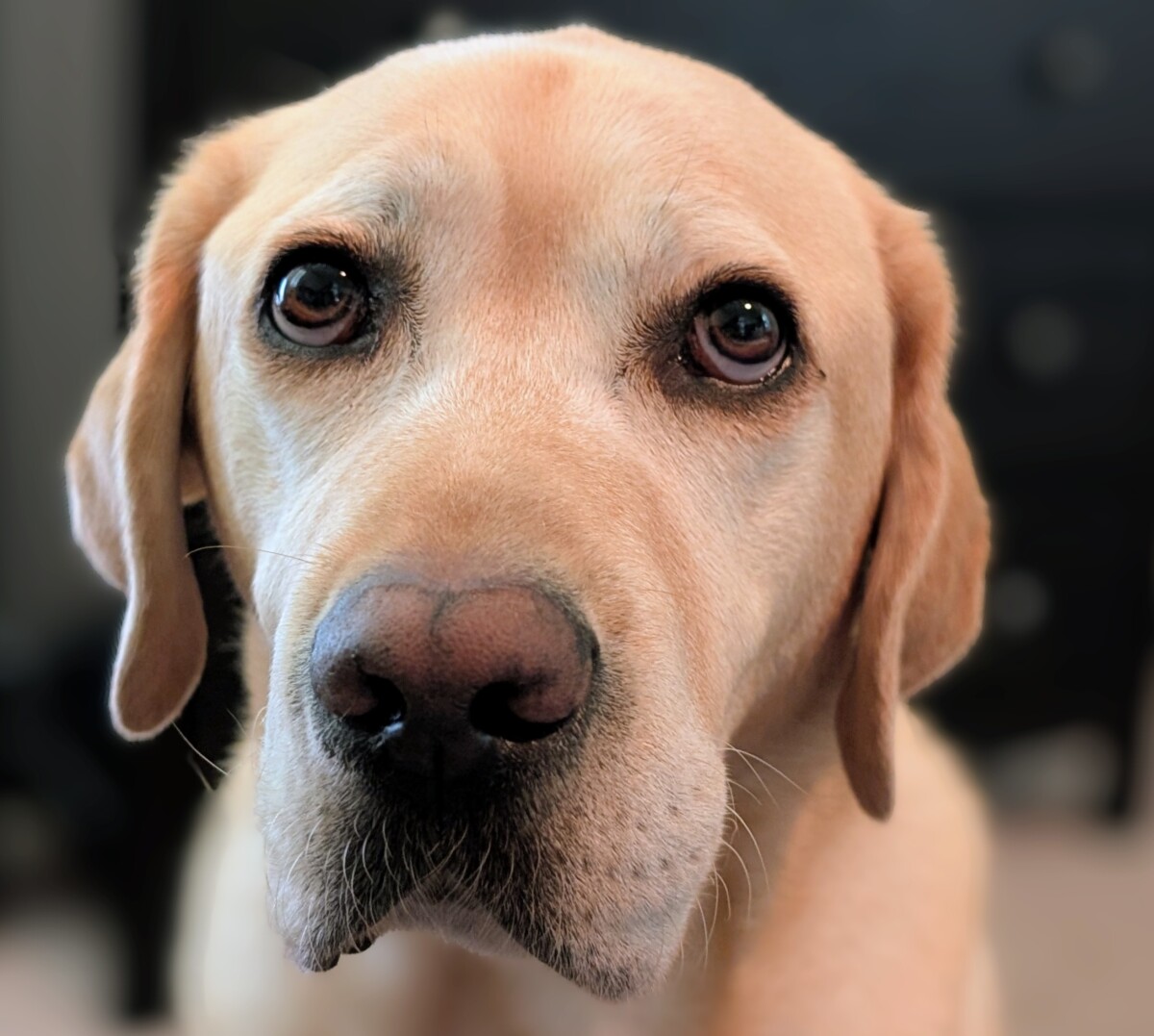 Fonz