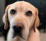 Fonz
