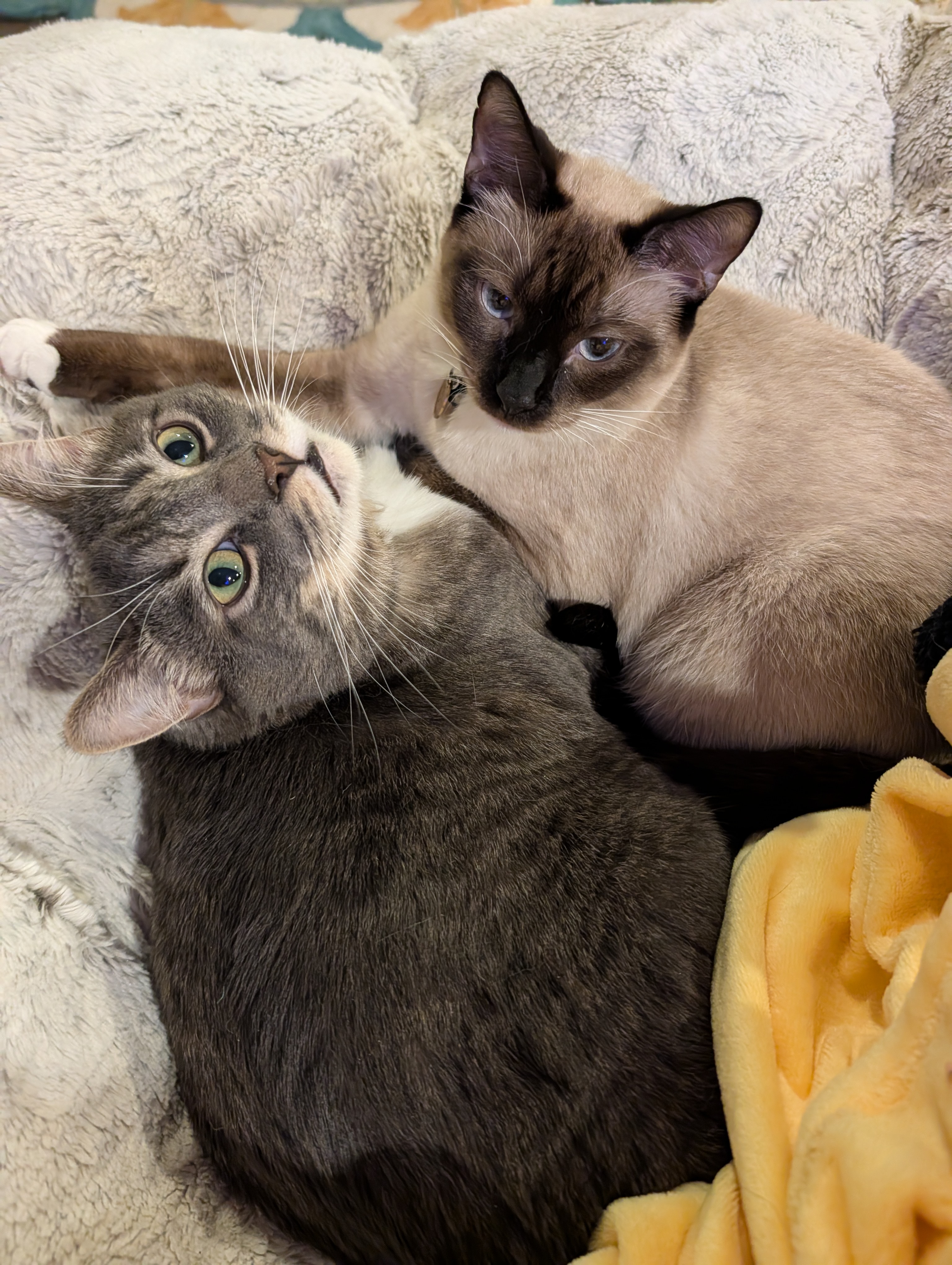 Milo & Toast