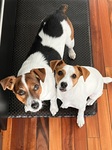 Radar and his sister Piper