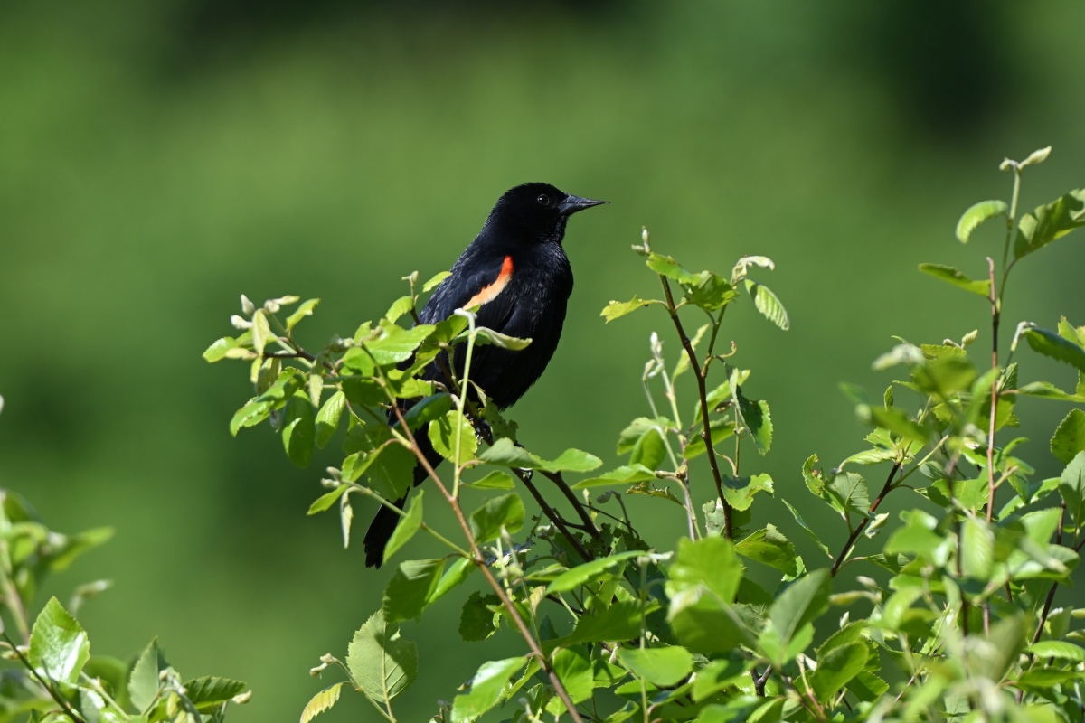 Red-winged Blackbird