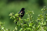 Red-winged Blackbird