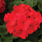 Red Geranium