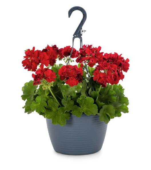 Geranium Hanging Basket