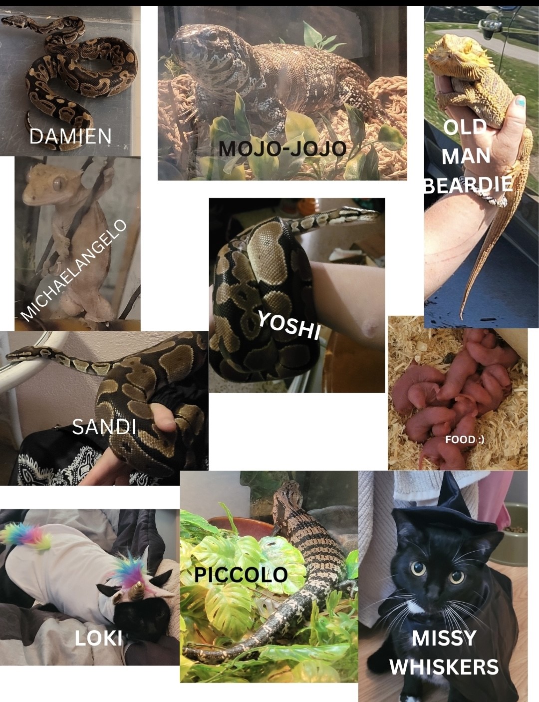 DAMIEN, MOJO-MOJO, OLD MAN BEARDIE, MICHELANGELO, YOSHI, SANDI, LOKI, PICCOLO, MISSY WHISKERS
