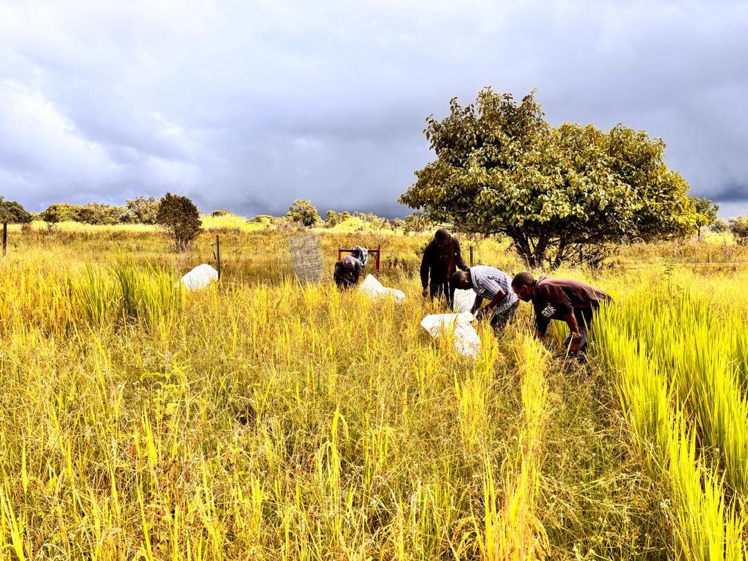 Rice Harvest