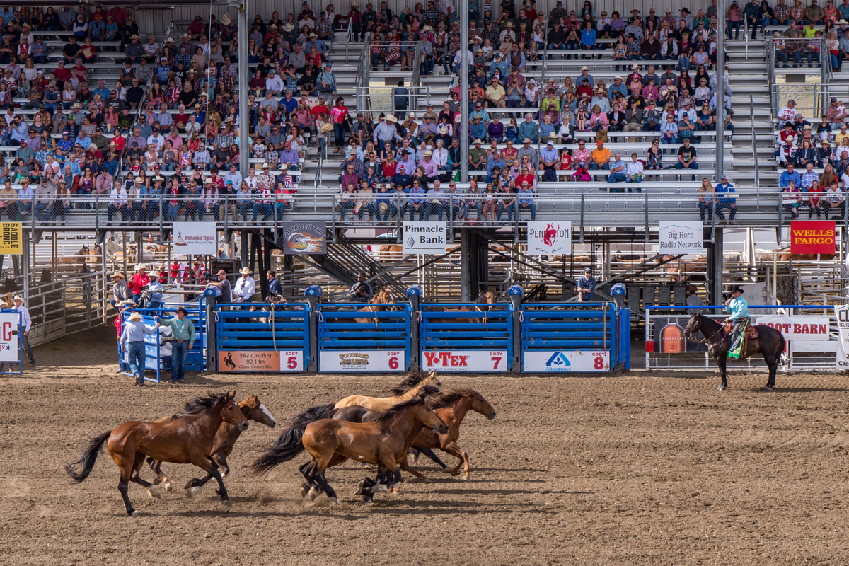 Rodeo Horses