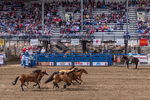 Rodeo Horses