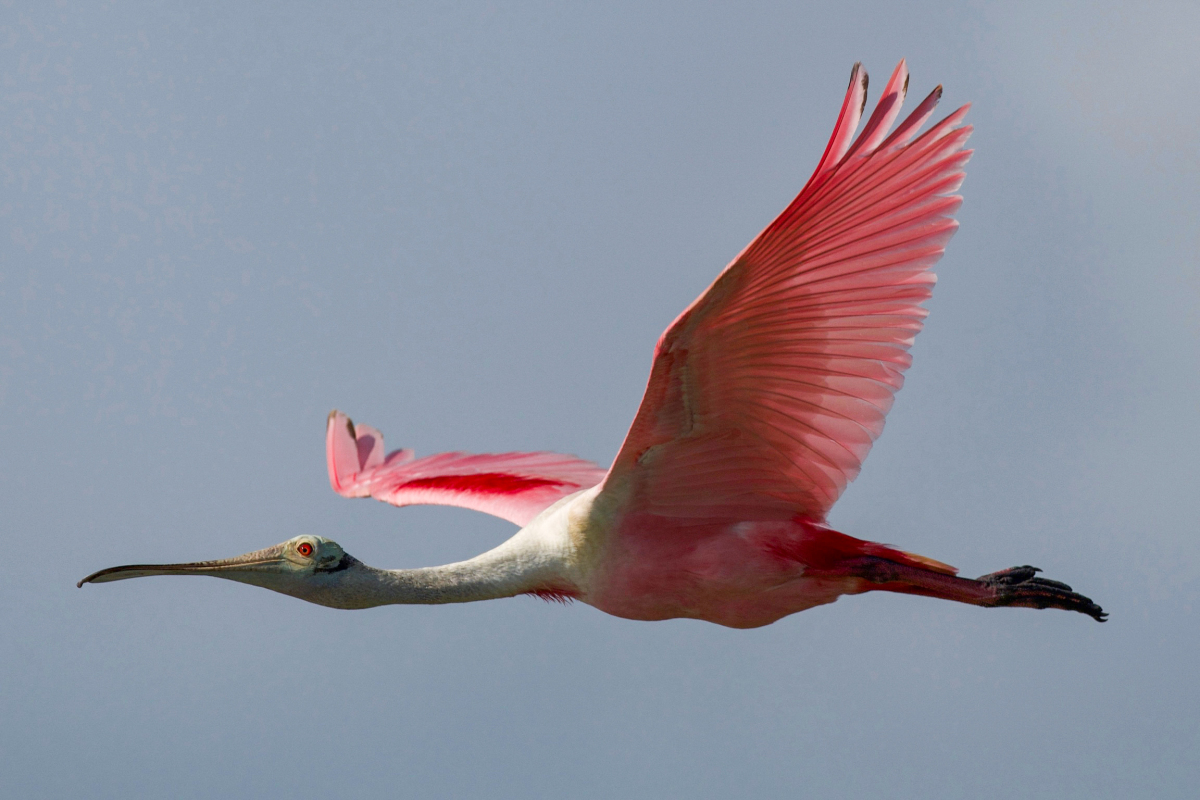 Roseate Spoonbill