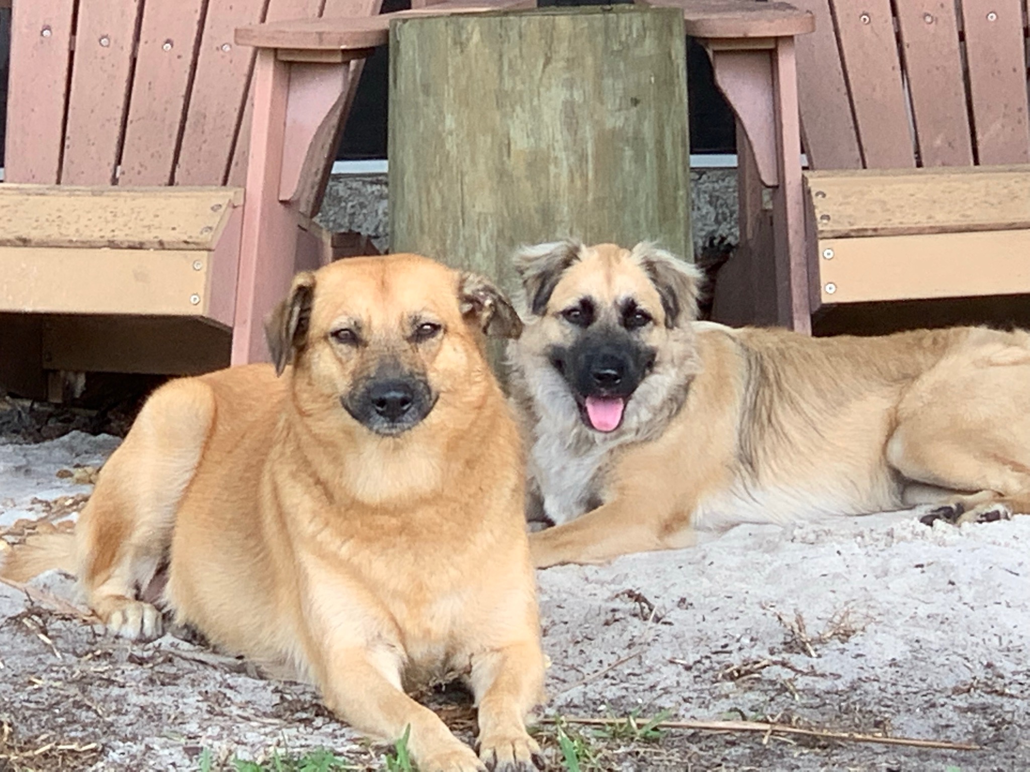 The girls (Roxy & Kula) hanging out