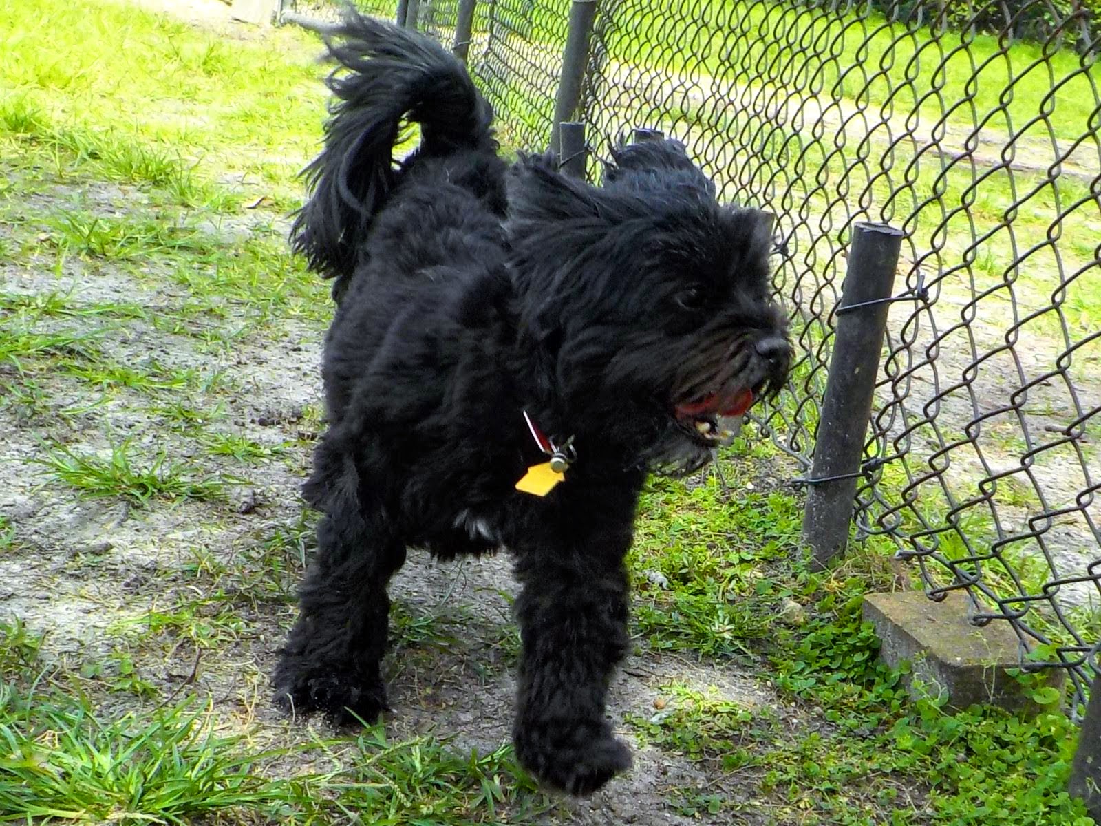 Tux the Shih Tzu Poodle mix