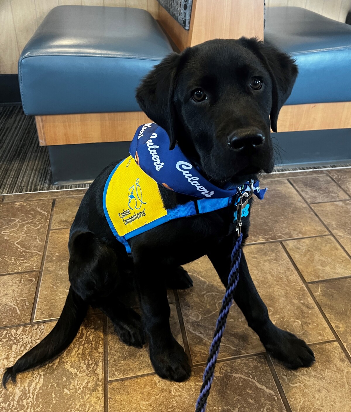 Future Service Dog Rye, named by Culver's in 2023.