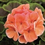 Salmon Geranium