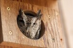 Eastern Screech Owl