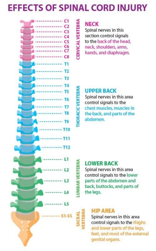 Spinal innervation