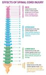 Spinal innervation