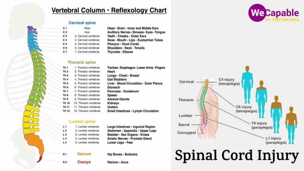Spinal Column