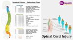 Spinal Column