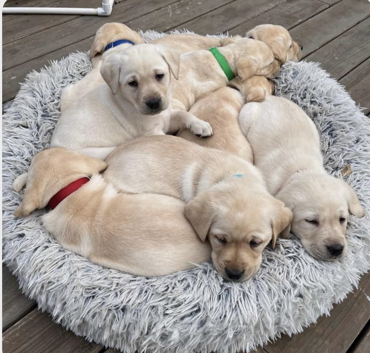 Rest up guys, you will have lots of hard work ahead of you!