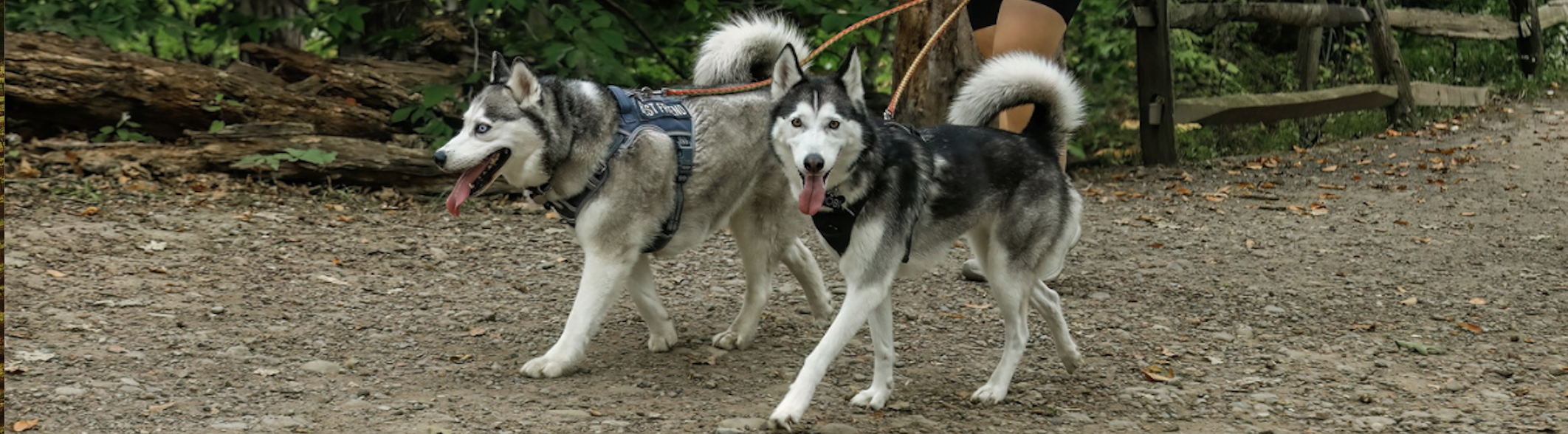 Paws in the Park 2025