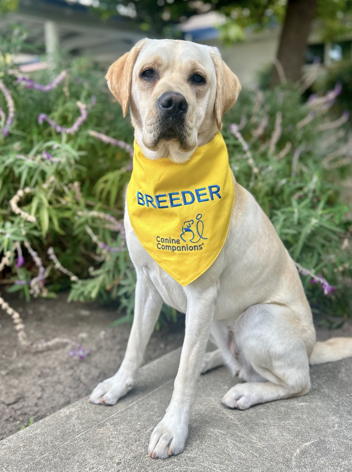 Jenga (III): Second Puppy Raised