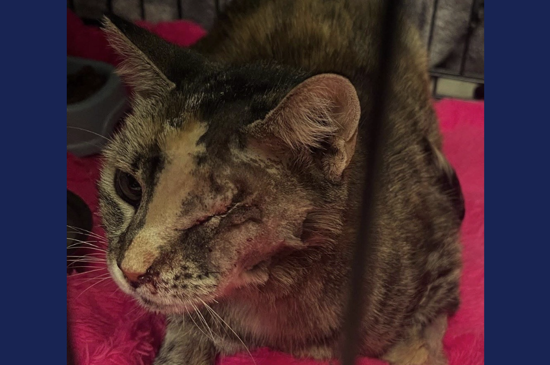 Meadow, a stray, was given a lifesaving surgery & connected to a local rescue.