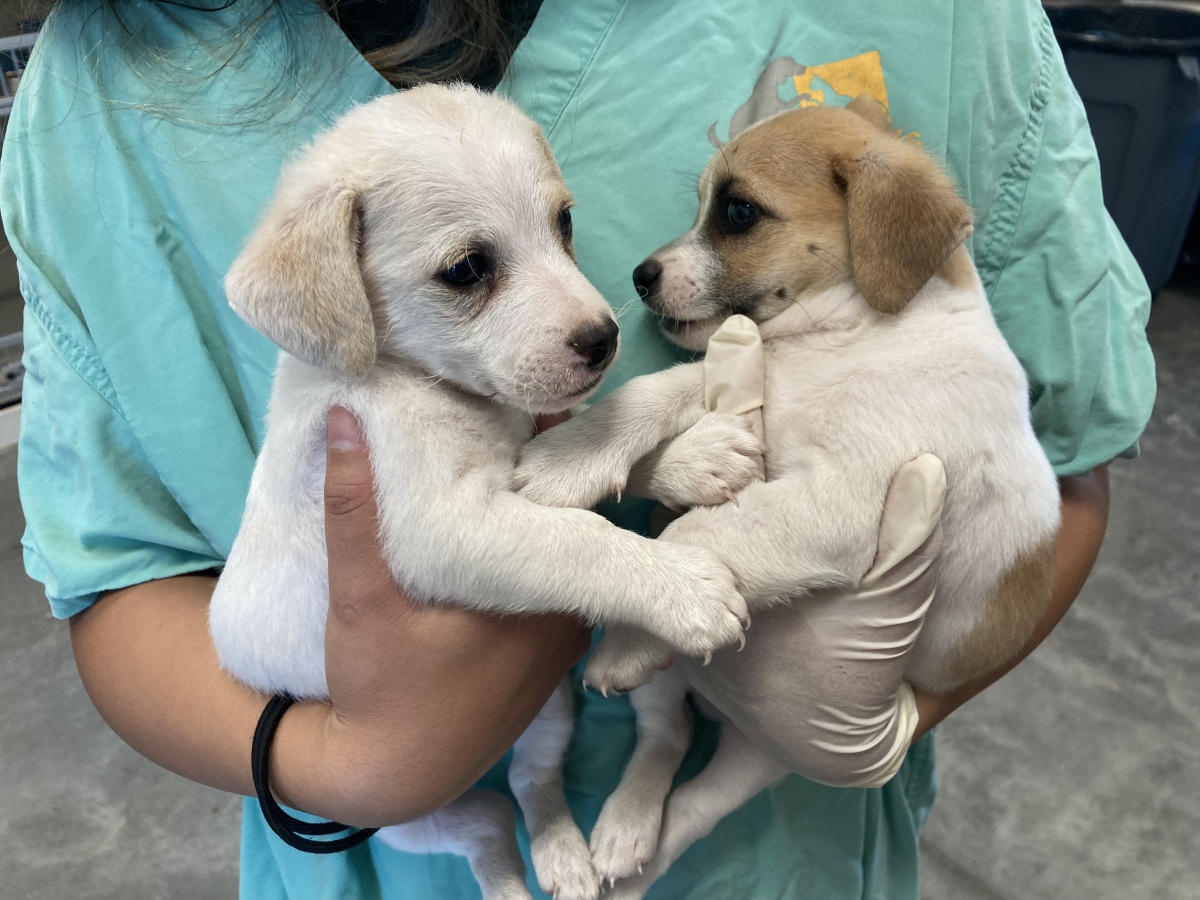 Why transferring to Colorado SAVES LIVES