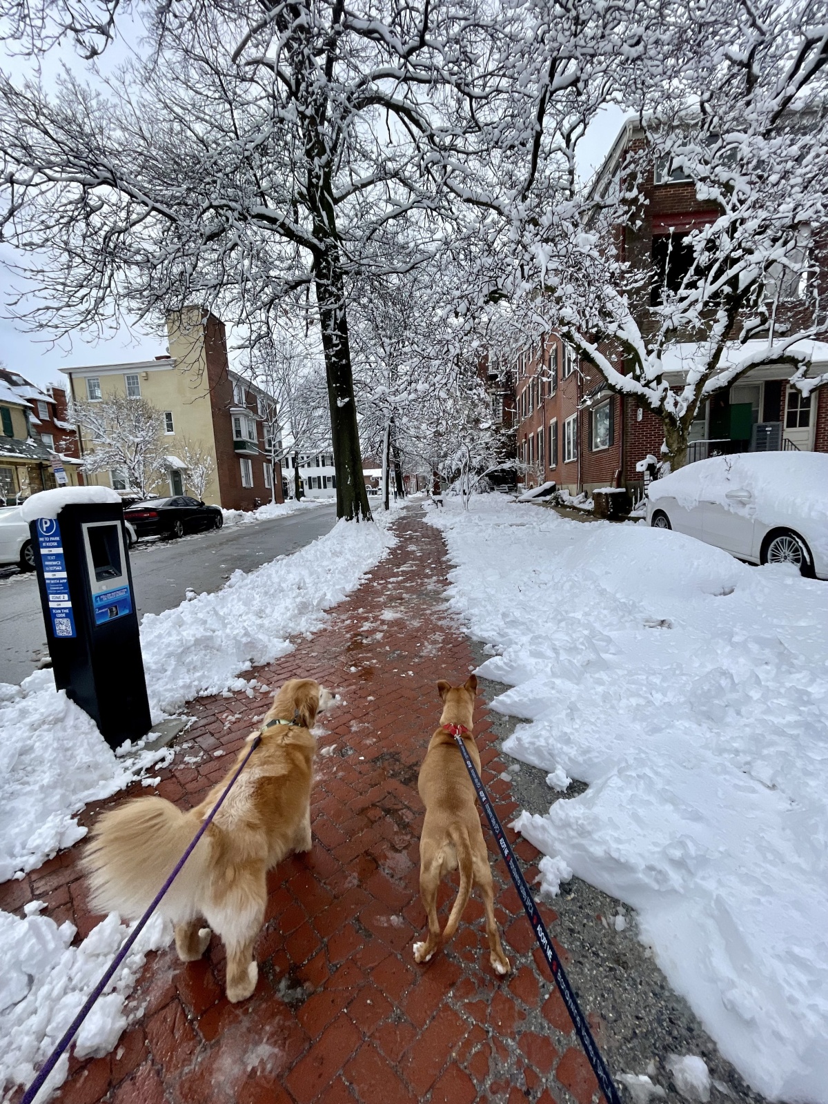 Skittles & Ripley (my dog)