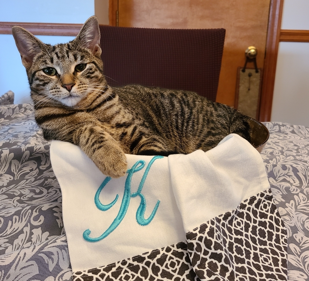 Bowl Cat