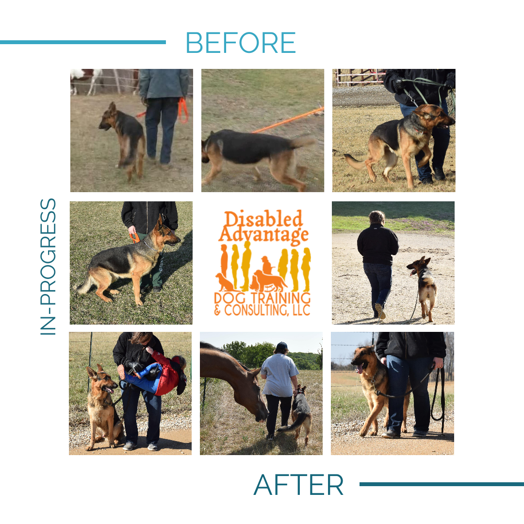 In Memory of Smoke, Companion & At-Home SD