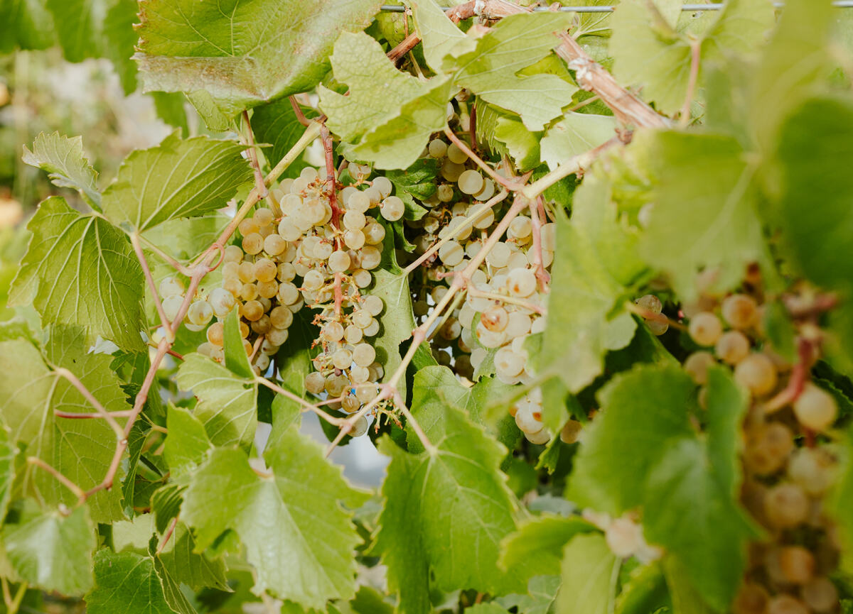 Layers of a food forest